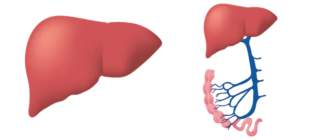 간암 초기증상과 조기 진단의 중요성