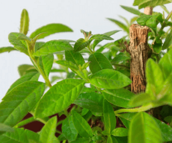 불면증에 좋은 약초 related image 3