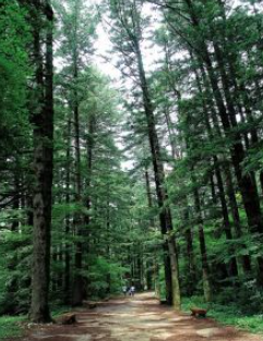 평창-가볼만한곳