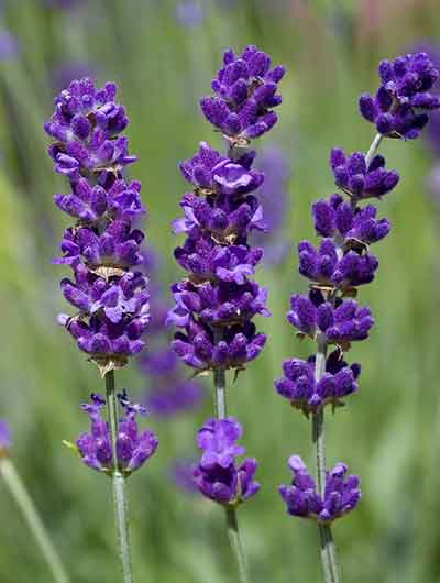 라벤더 꽃봉우리