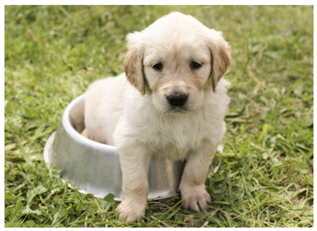 강아지 – 충성심 강한 친구