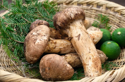 Matsutake mushroom