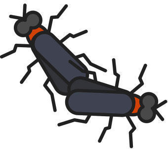 러브버그 출몰시기 및 퇴치방법