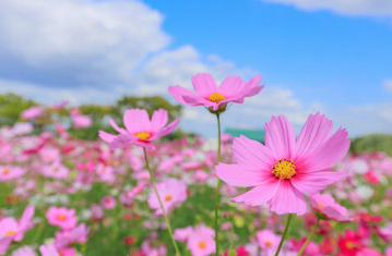 코스모스