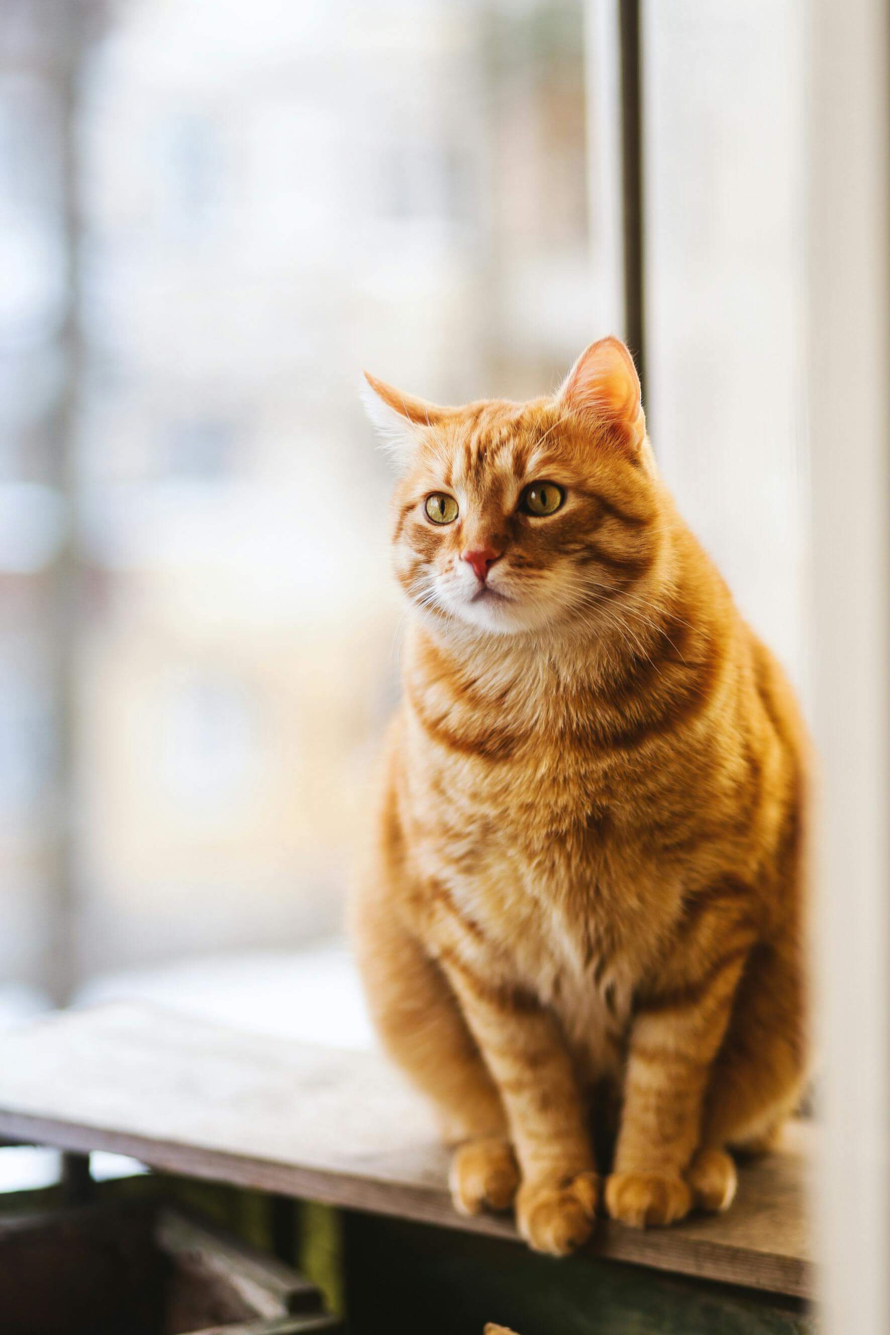 꿈해몽 : 고양이 관련(검은 고양이&amp;#44; 흰 고양이&amp;#44; 새끼 낳는&amp;#44; 싸우는 등)