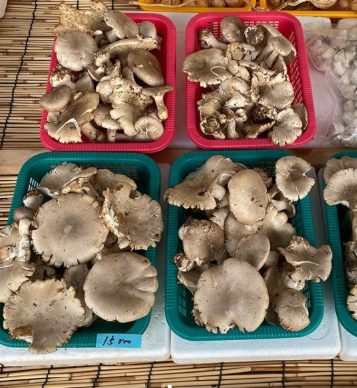 자연산 버섯가게 산드레