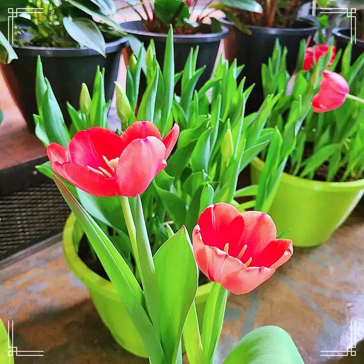 생방송오늘저녁 아산 도고온천 근처 세계 꽃 식물원 동백 튤립 축제 원예 체험 여행 가볼만한 곳 추천