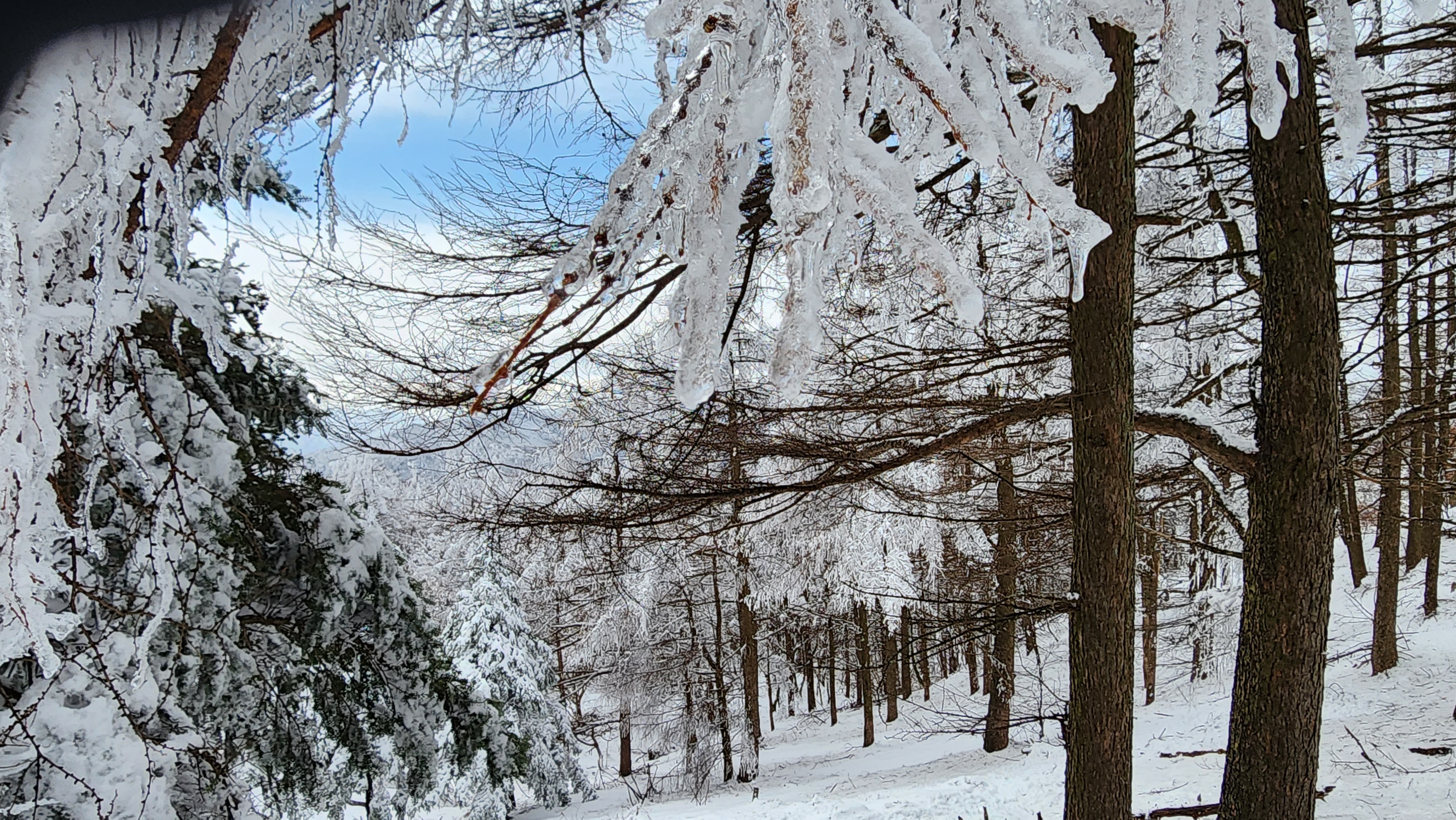 바래봉 얼음 나무