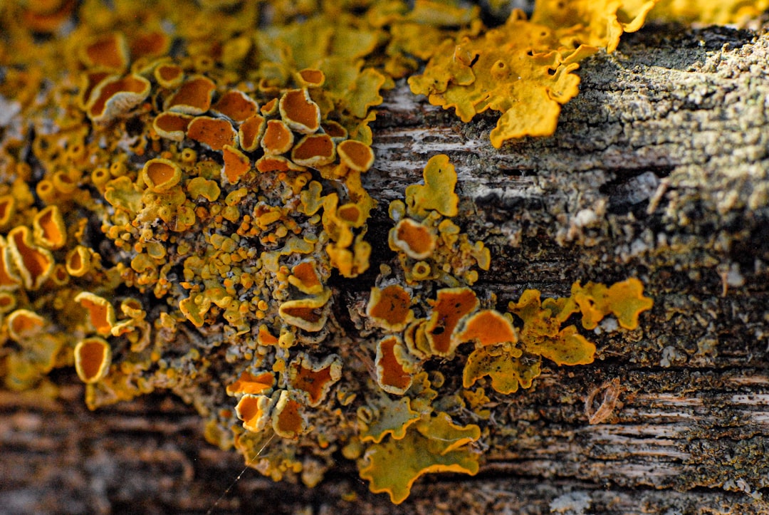 Mold.