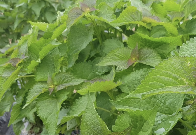 방아잎 제철