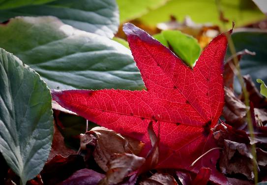 러브버그 익충&amp;#44; 퇴치방법은? 