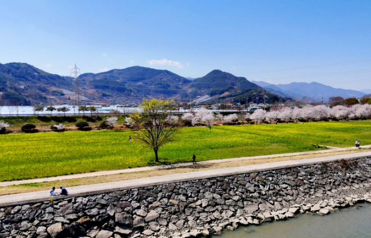 하동 유채꽃 산책