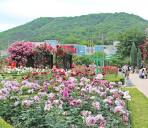 5월 강추 꽃 축제