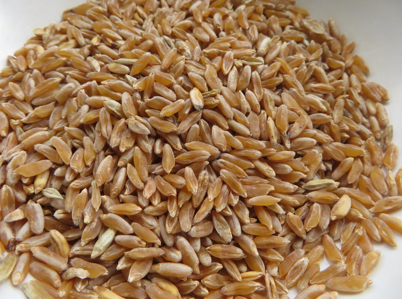 과학적 근거: 카무트 효소 관련 연구 결과 분석