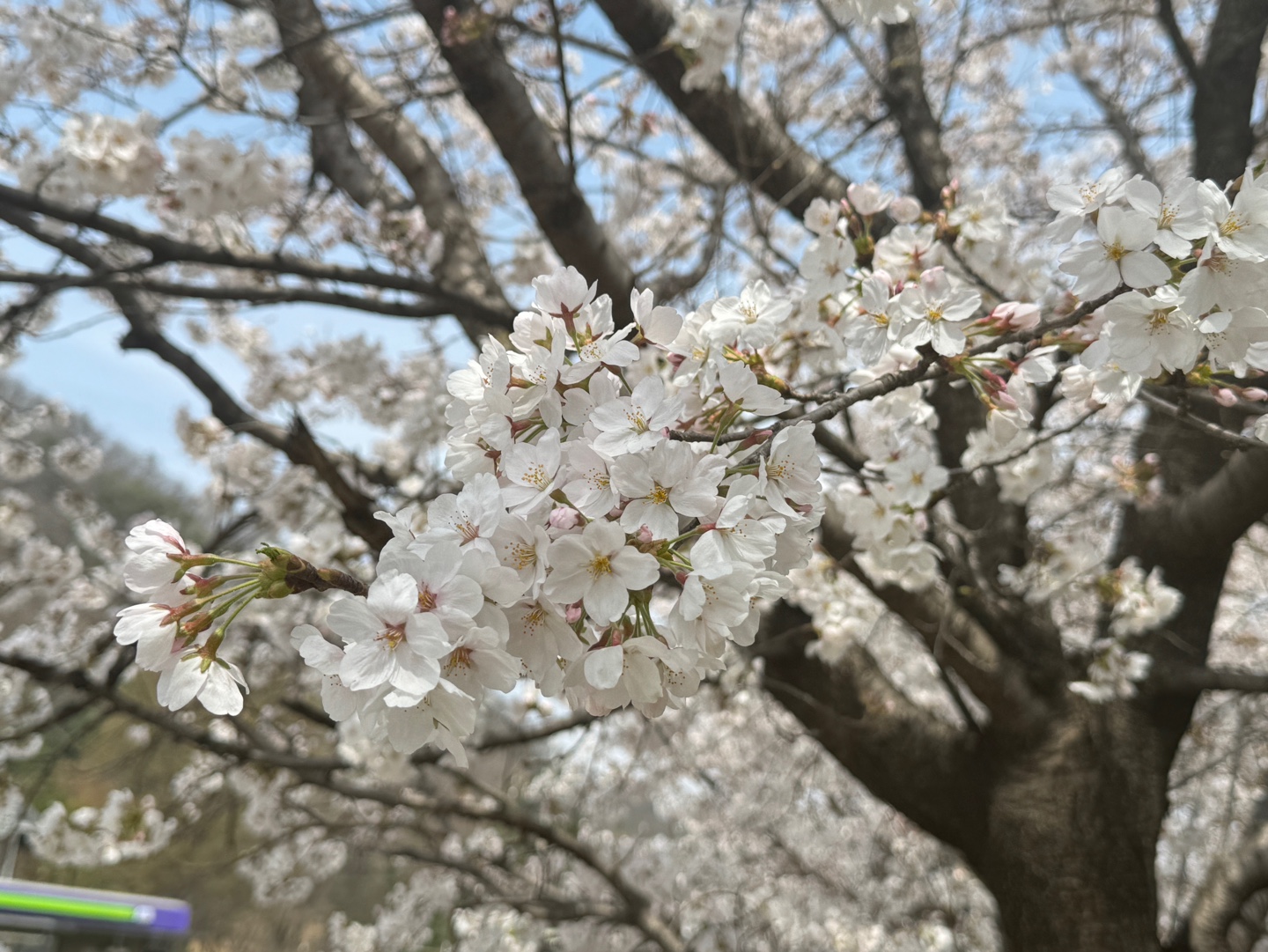 청평 벚꽃축제