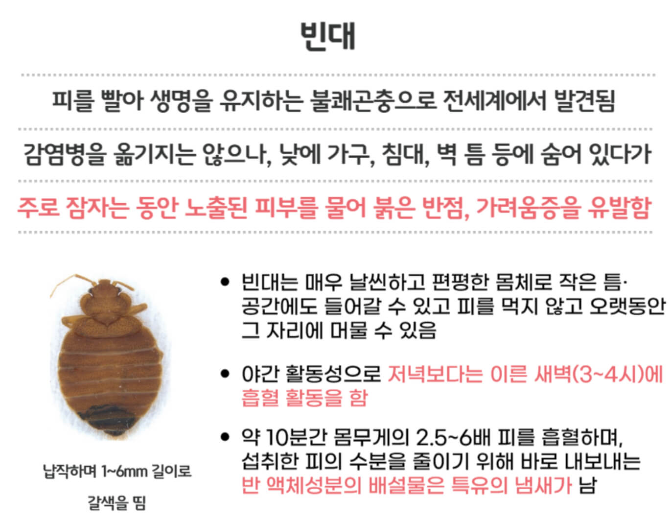 빈대란