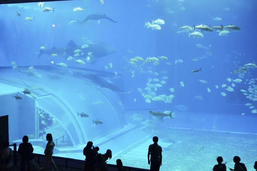 오키나와 츄라우미 수족관 대형수조