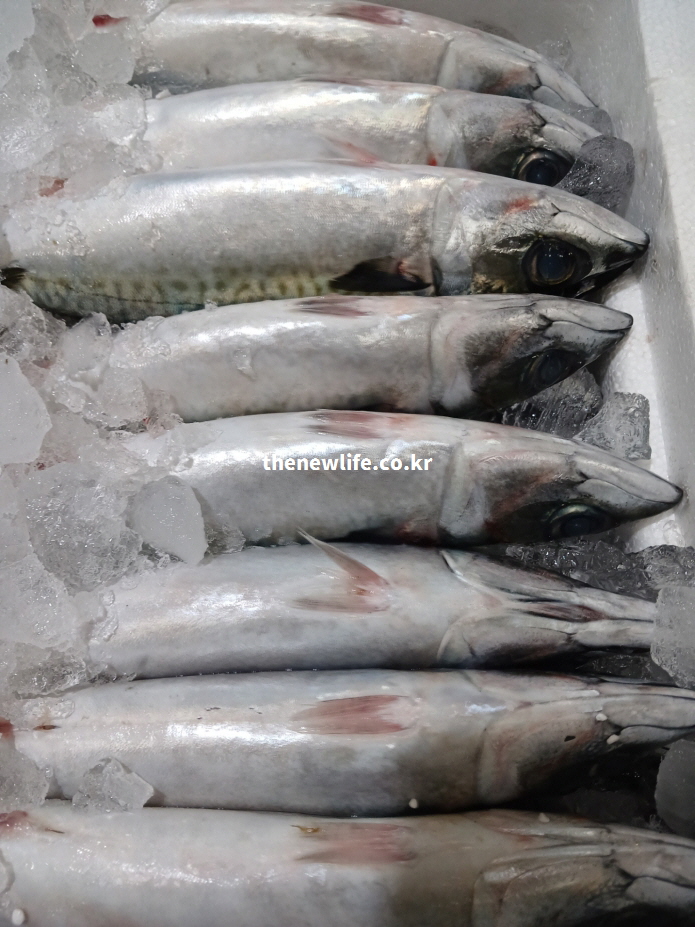 얼음 위에 올려진 신선한 고등어 실물 사진으로, 고등어의 불포화지방산과 비타민D가 염증 완화와 면역력 강화에 도움이 되는 것을 설명하는 이미지