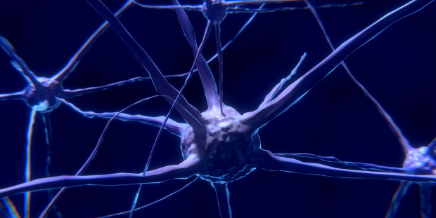 말초신경과 관련된 사진