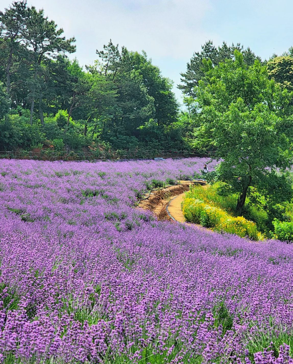 고창 청농원 라벤더 축제