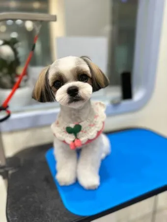 시츄 분양 가격 성격 장단점_16