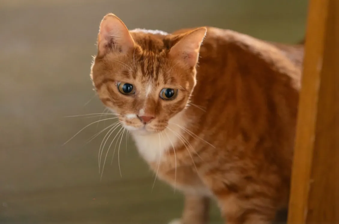 조정석, 좀비딸, 영화좀비딸, 조정석좀비딸1위, 최유리, 이정은, 조여정, 윤경호, 코미디영화추천, 가족영화추천, 여름영화, 박스오피스1위, 영화리뷰