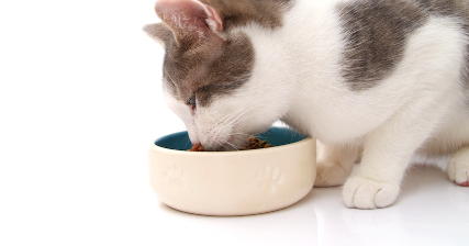 식사를 하는 고양이.