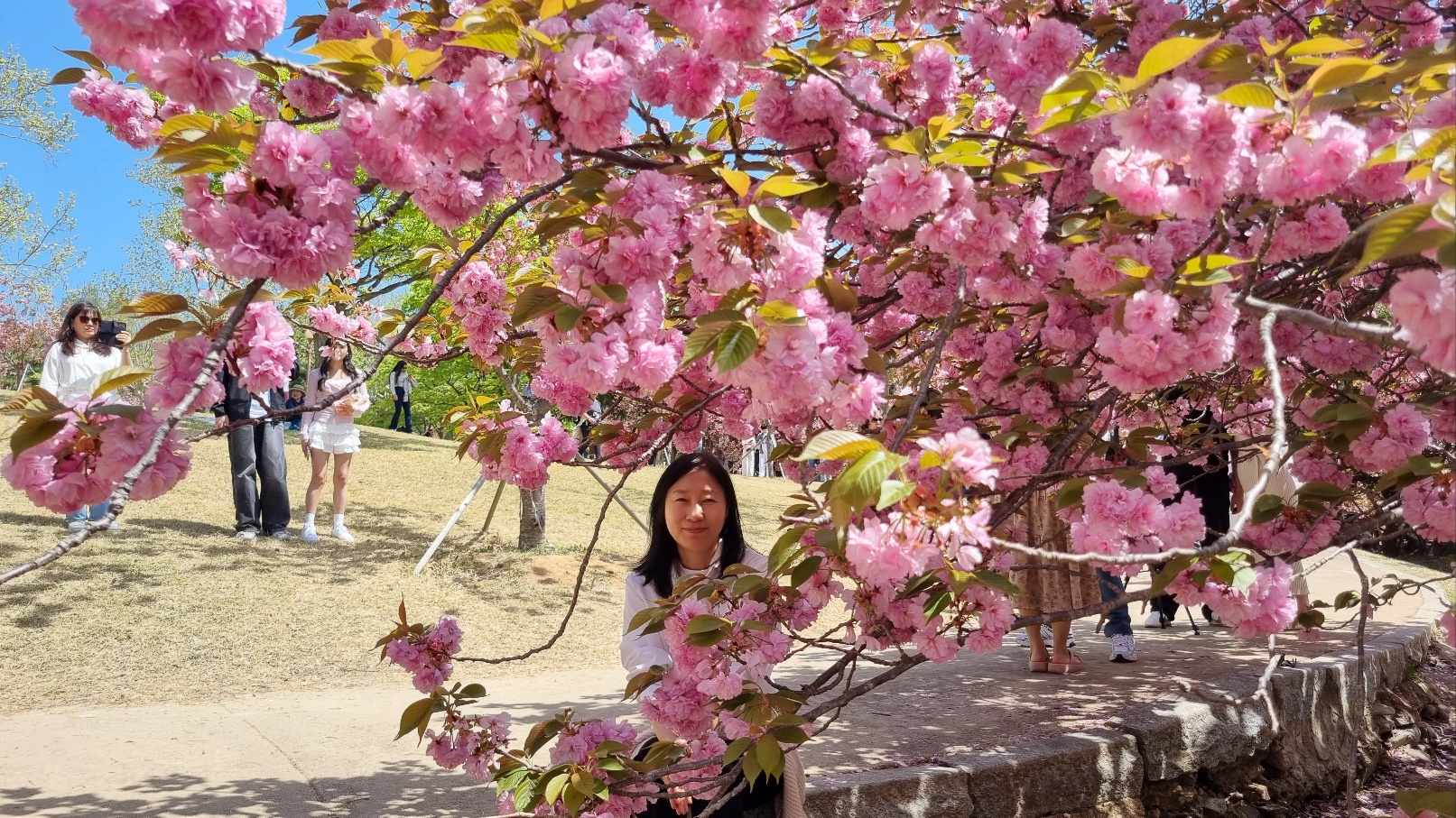 불국사 겹벚꽃8