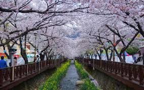 경남 진해 벚꽃명소