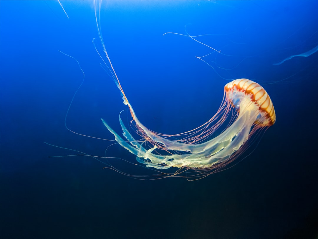 해파리 (jellyfish)