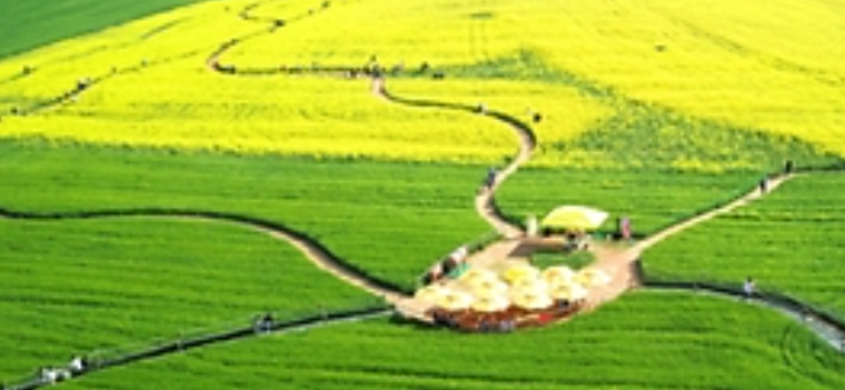 고창 청보리밭 실시간 개화 상황