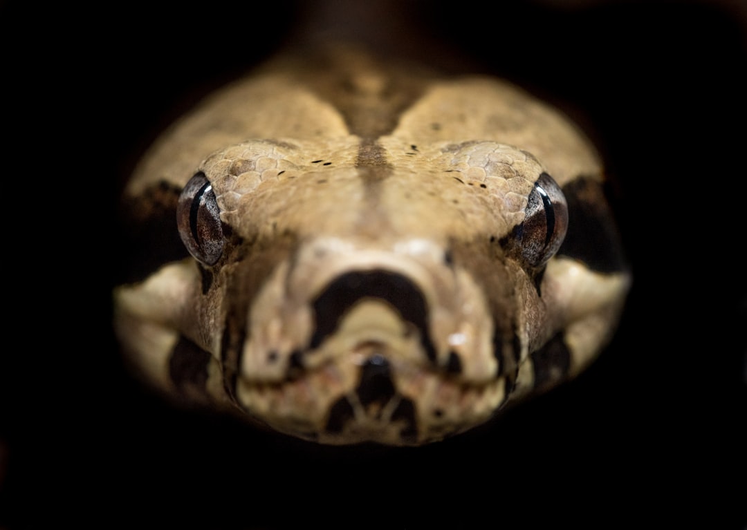 Snake