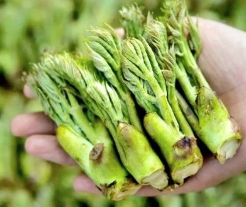 6시내고향-두릅-충북-청주