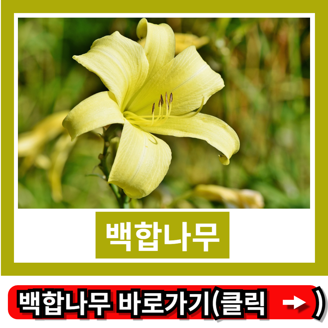 백합나무