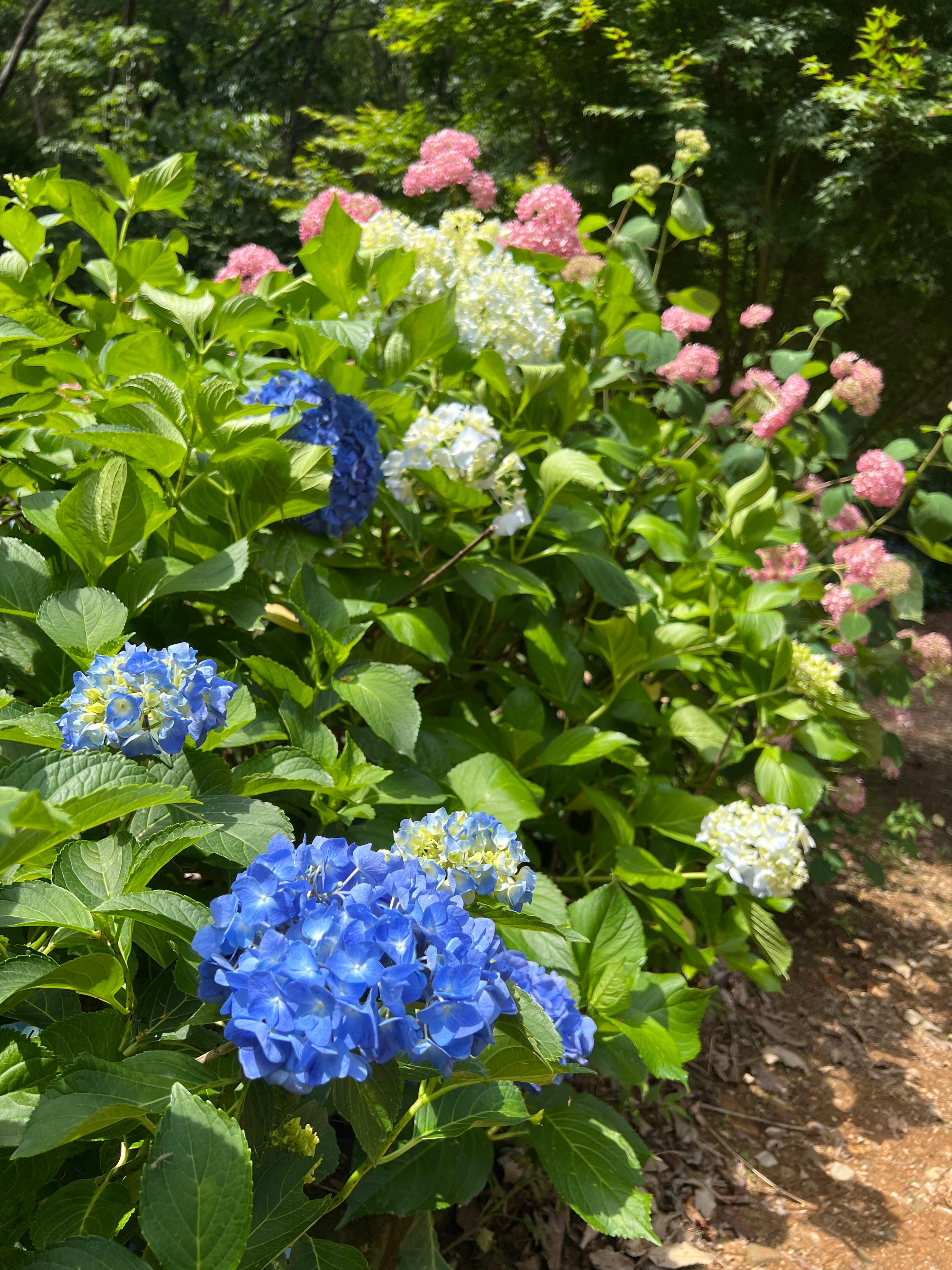 어실정원 수국개화 상황