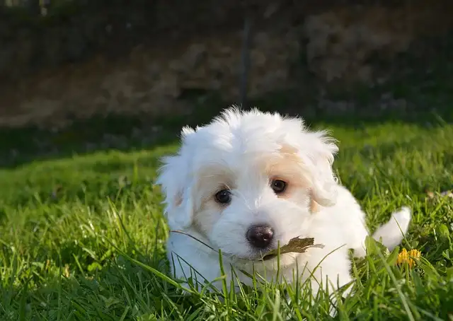 소형견 필독! 강아지 기관지협착증 관리법과 피해야 할 음식