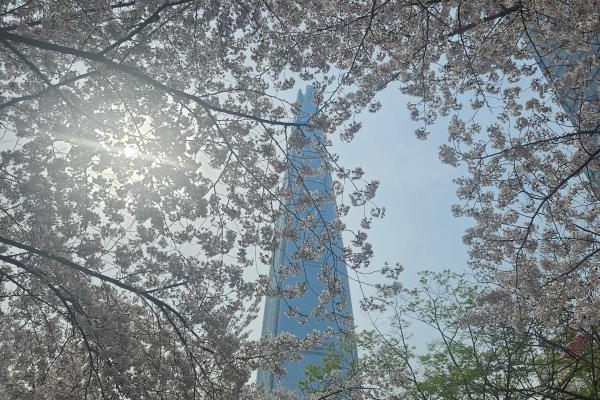 2025년 서울 벚꽃 명소 추천 (여의도 제외) 