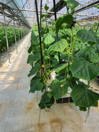 오이 재배 유인 방법 곁순 정리 수분 관리_2