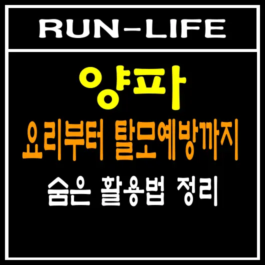 양파의 숨겨진 능력! 요리부터 탈모 예방까지? 활용법 총정리