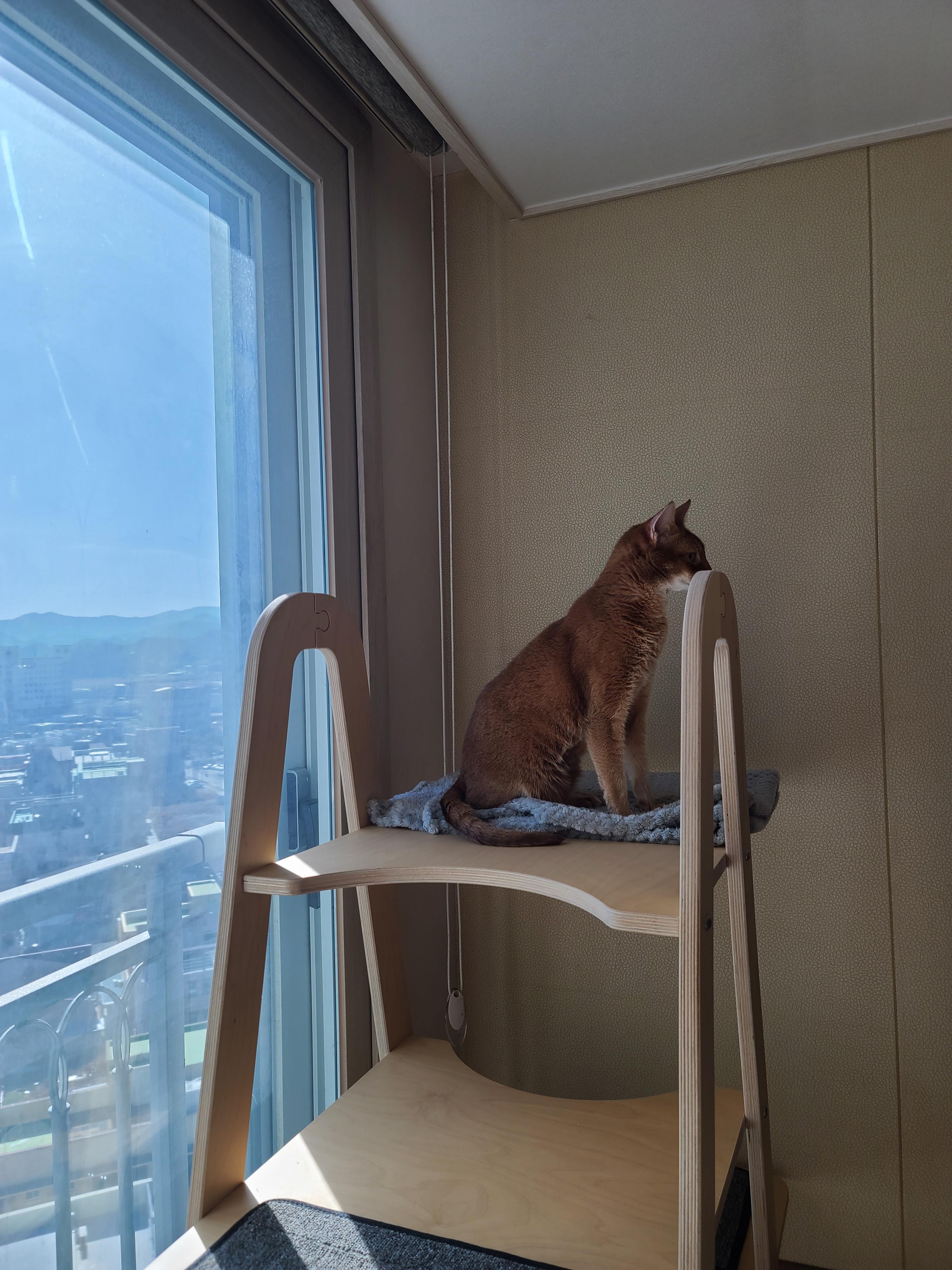 으르렁거리며 집지키는 고양이 루나 (feat.따라쟁이 건)