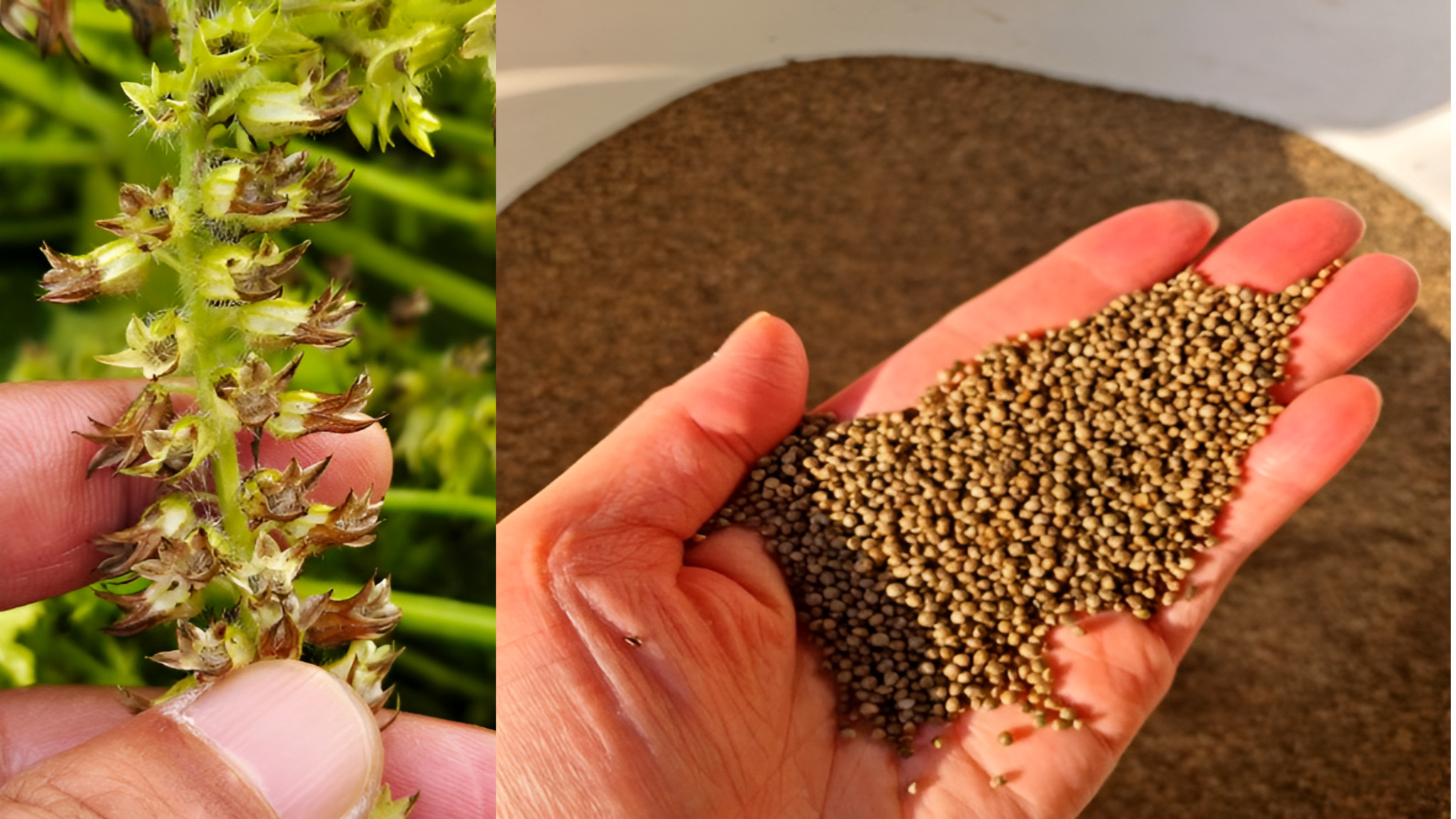 들깨나무와 수확한 들깨