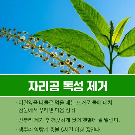 자리공 독성