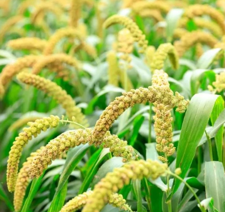 한국의 떡 종류 꼬장떡-조