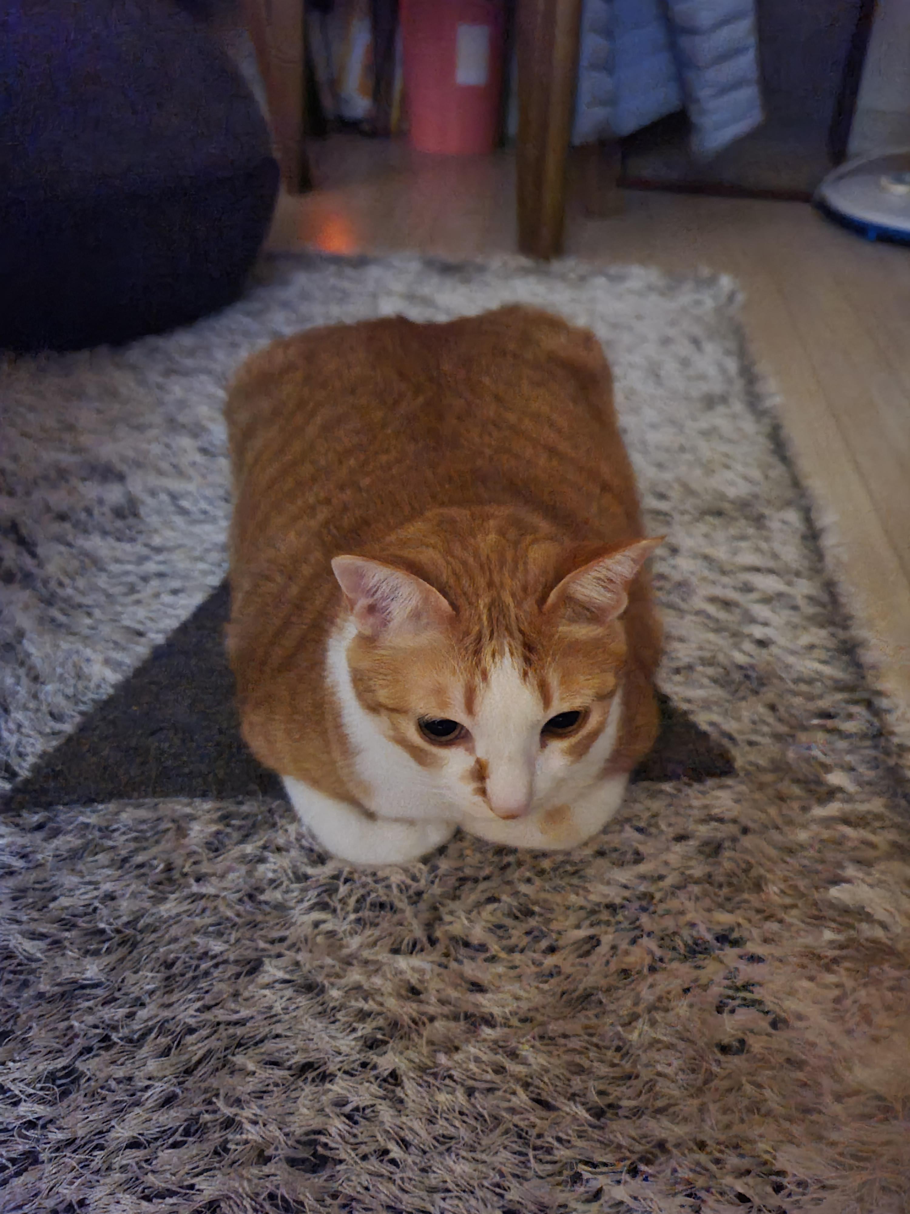 호야가 거실에서 식빵을 굽고 있었던 이유는..