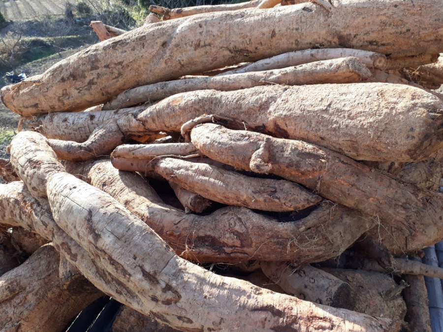 야생에서 채취를 한 칡뿌리를 흙만 털어놓은 상태로 여러 개 포개서 놓아두고 찍은 사진