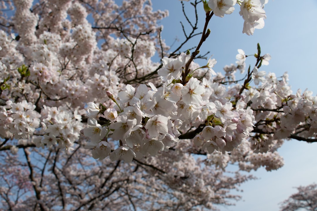 Cherry blossom.