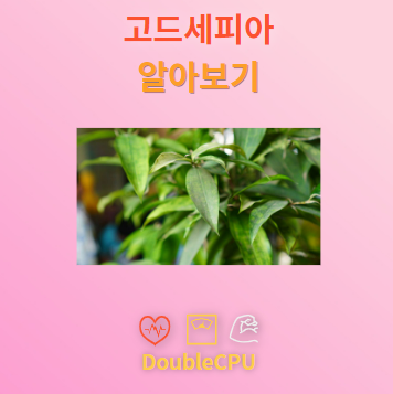 고드세피아 탐구