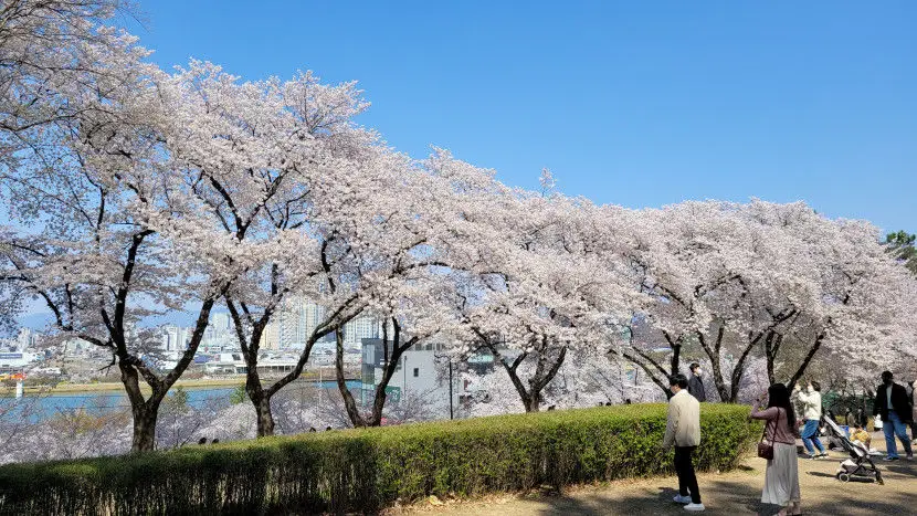 수성못 벚꽃