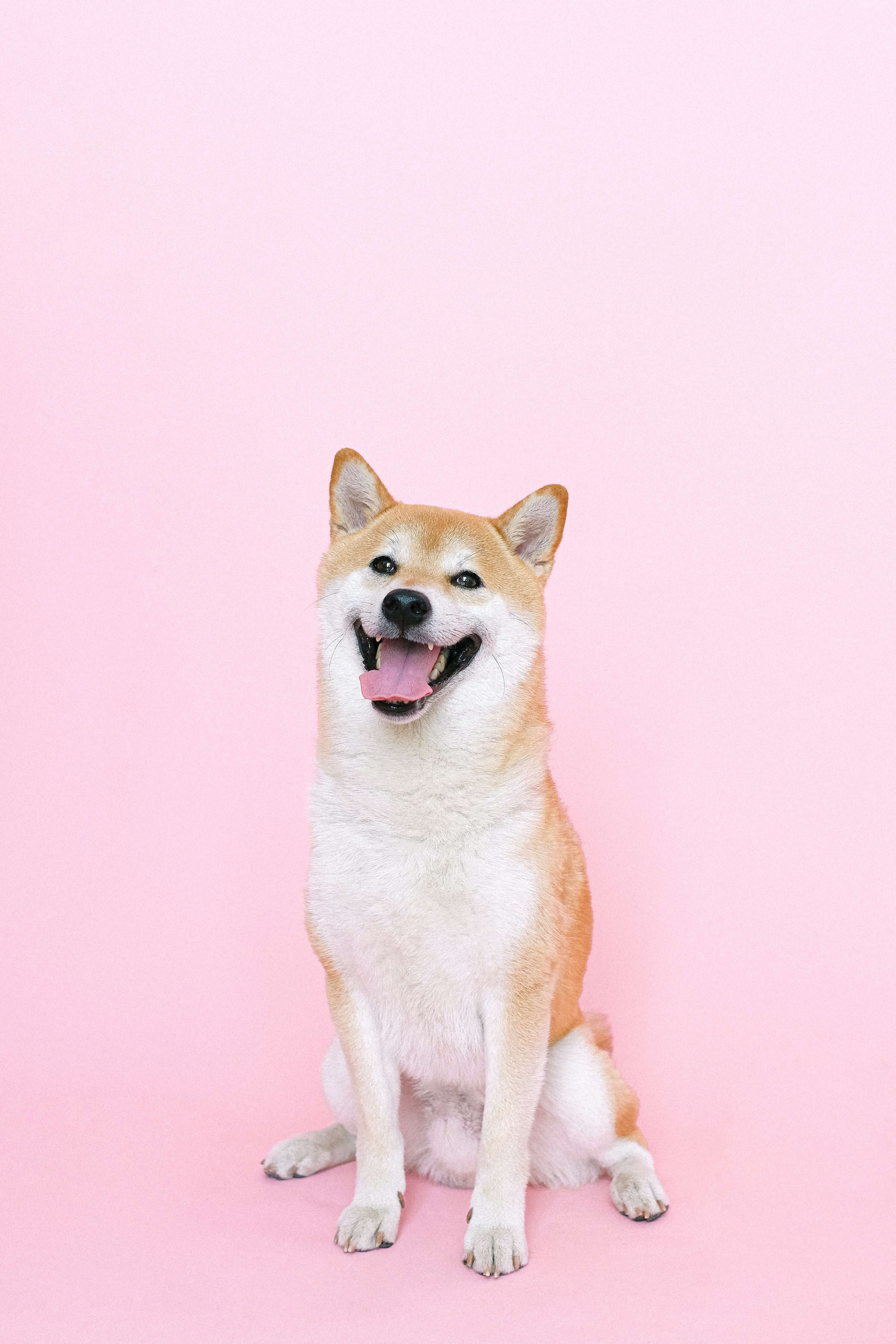 강아지 번식