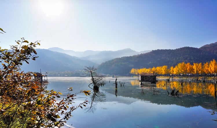 괴산 문광저수지 은행나무길